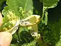 Aphids in leaf gall, Poland