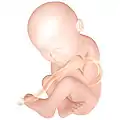 Fetus at 38 weeks after fertilization