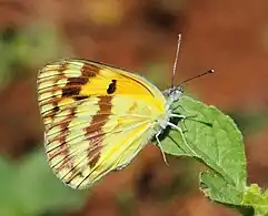 C. v. argillaceusIthala Game Reserve, South Africa