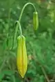 Columbia Lily Buds