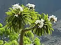 Pachypodium lamerei, a pachycaul species