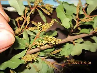 flower buds and flowers