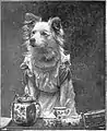 "Come Along, Tea-Time". Dog in dress for the Vol XII October 1894-March 1895.
