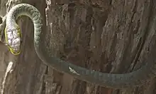 Image 18Common Tree Snake (from Australian snake habitats)