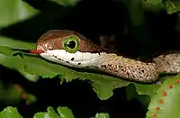 Juvenile Common Boomslang (Dispholidus typus ssp. typus)