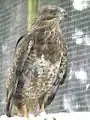 Common buzzard in the snow