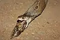 Cobra regurgitating bones and hair