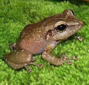 In this image there is a brown coquí. The species resembles a small frog.