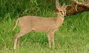 adult male in Kruger Park