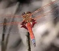 Male common glider has a red abdomen with black markings near the tip