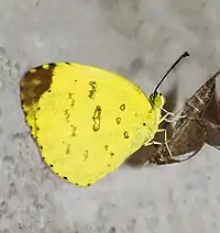 Newly emerged