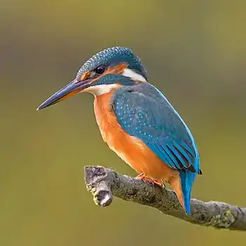 Kingfisher