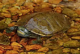 Northern map turtle (Graptemys geographica) from Shannon County, Missouri (27 August 2017)