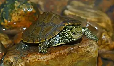 Northern map turtle (Graptemys geographica), juvenile, Meramec River, Franklin County, Missouri (August 2020)