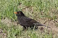 Young adult T. m. merula in Oxfordshire