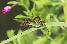 mating (female blue abdomen and red pterostigma)