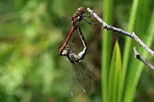 mating (female with pale blue pterostigma)