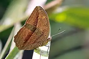 Male B. c. kateraKibale Forest, Uganda