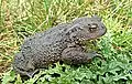 Common toad