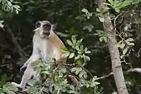 Foraging Green monkey in a gallery forest
