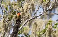 Red-throated bee-eater at the Iringou gallery forest