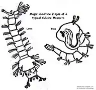 Culex larva and pupa
