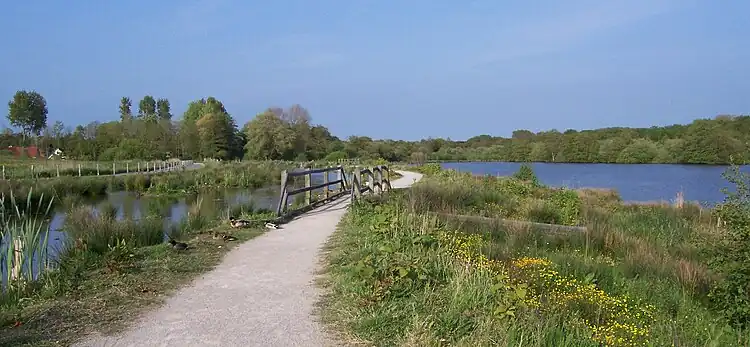 Marais et étang de Condette, au printemps ; un chemin se déroule au centre de la photographie. le marais est situé à gauche, avec des roseaux et autres plantes de zones humides. A droite du chemin, le sol couvert de plantes basses (fleurs jaunes) descend en pente douce jusqu'à l'étang. L'arrière plan est composé d'une lisière forestière et d'un ciel bleu.