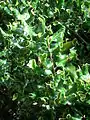 A contorted hedgehog holly Ilex aquifolium 'Ferox'