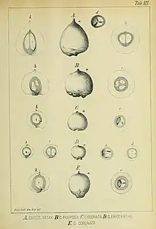 Comparison of fruit by João Barbosa Rodrigues in 1901. B. yatay is 'A' (note the large fruit); B. odorata is 'B' & 'C', B. eriospatha is 'D', and Syagrus coronata is 'E'.