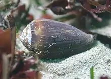 A live individual of the California cone, Californiconus californicus, anterior end towards the right