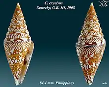 Conus excelsus  Sowerby, G.B. III, 1908