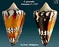 Conus generalis Linnaeus, C., 1767