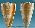 Conus imperialis Linnaeus, C., 1758