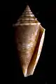 Apertural view of a shell of  Conasprella stearnsii