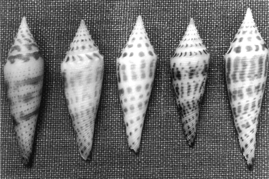 Conus_mazei_variants