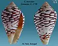 Conus mercator Linnaeus, C., 1758