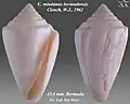 Conasprella mindana bermudensis Clench, W.J., 1962