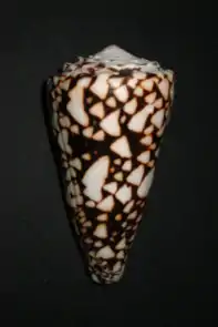 A shell of Conus marmoreus after it has been cleaned