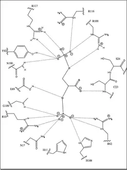 2-D depiction of all residues in active site that help hold the substrate in the proper position for mutation.