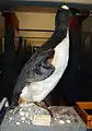 One of two taxidermied great auks at the museum