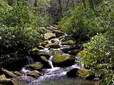 Copperhead Branch, between Albright Grove and Campsite 29