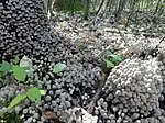 Coprinus disseminatus; commonly known as "fairy inkcap" or "trooping crumble cap”