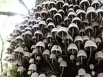 Coprinus disseminatus; commonly known as "fairy inkcap" or "trooping crumble cap” in a tree