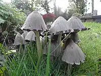 A group of young common ink cap mushrooms