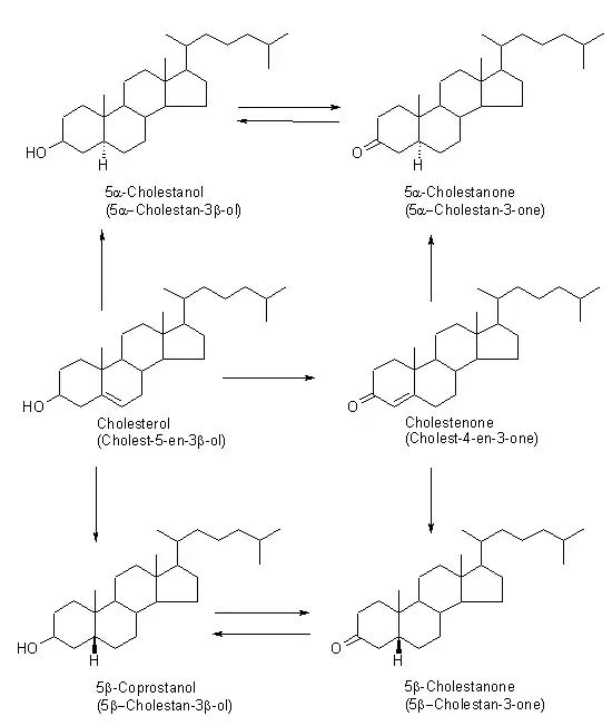 Proposed pathway for the formation of reduced forms of cholesterol