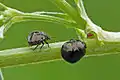 Coptosoma scutellatum in Lithuania