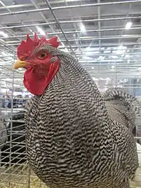 Cock