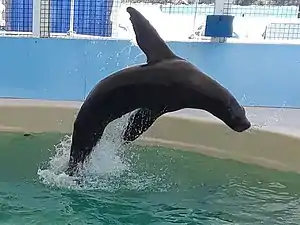 Sea lion Remo jumping at Coral World