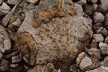 Fossil corals in the Brooks Range