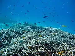 Coral reef, Aka island